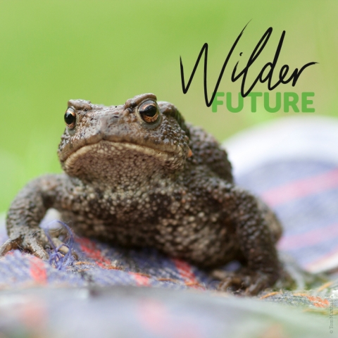 toad with wilder future logo social media
