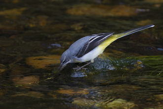 Grey wagtail drinking from a river