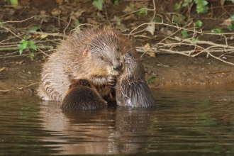 Two beaver kits and mother on the River Otter, Devon
