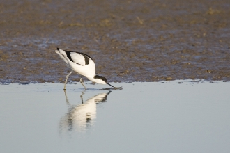 Avocet feeding in the water