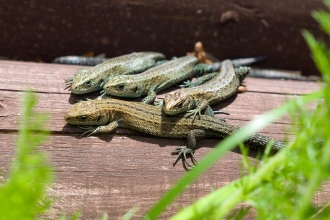 Four common lizards bask on a log