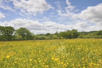 Buttercups growing at Meshaw nature reserve