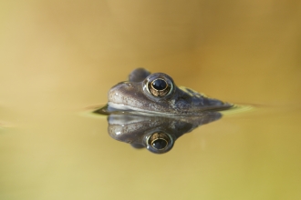Common frog in garden pond in spring