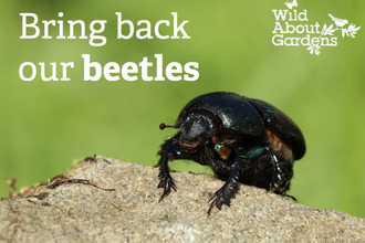 Dung beetle Wild About Gardens