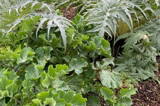Close up photo of vegetation in the veg garden at Sidmouth Community Food Forest