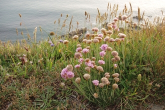 Purple flowers on a cliff side with the sea in the background.