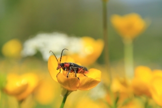 Soldier Beetle on a buttercup