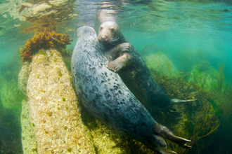 Two grey seals holding onto each other under water