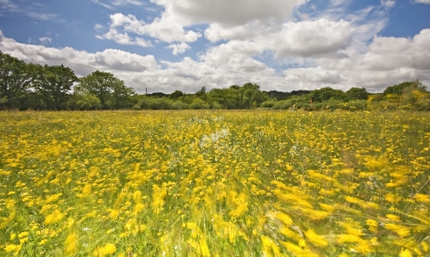 Field full of meadow buttercups moving in the breeze