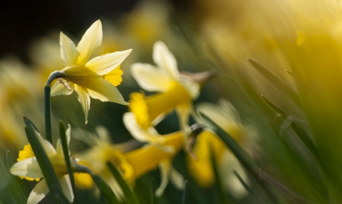 Wild daffodils growing