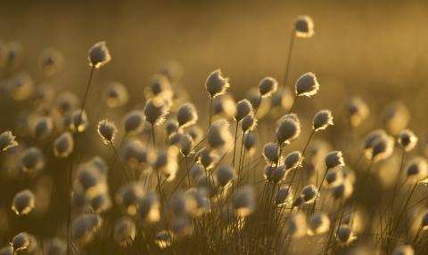 Cotton-grass at sunset