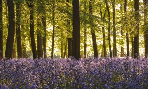 Bluebell woodland in the morning