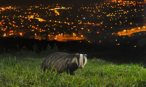 Badger on a field above the city