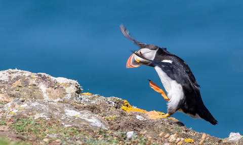 Puffin walking up cliff