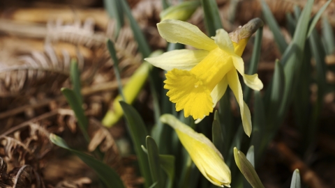 Wild daffodils growing in the woodland at Dunsford nature reserve
