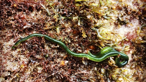 green leaf worm