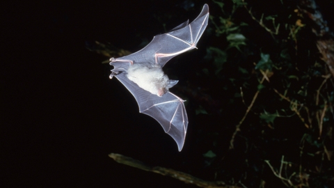 Greater Horseshoe bat flying at night