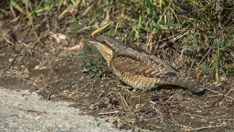 A wryneck foraging for ants along the edge of a track