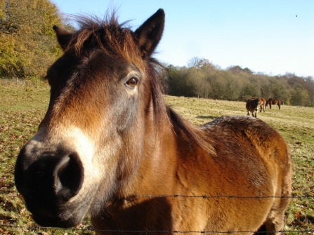 Pony sniffing the camera at Bystock Pools
