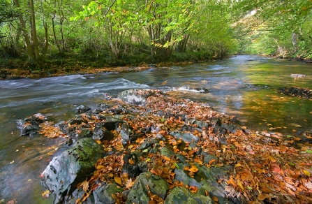 Autumn leaves in the river Teign at Dunsford nature reserve