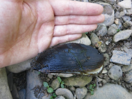 Freshwater pearl mussel with hand for scale