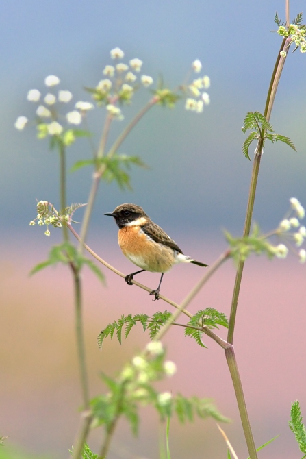 Stonechat resting on cows parsley