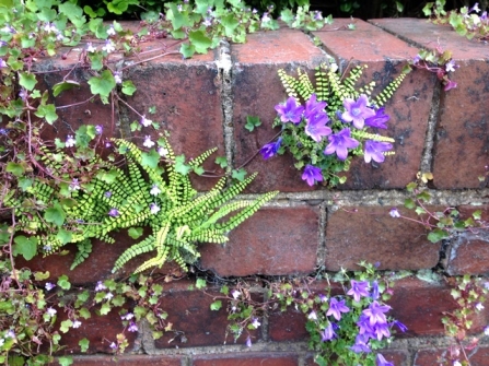 Wild plants growing out of a brick wall