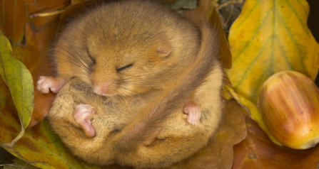 Dormouse curled up in a nest 