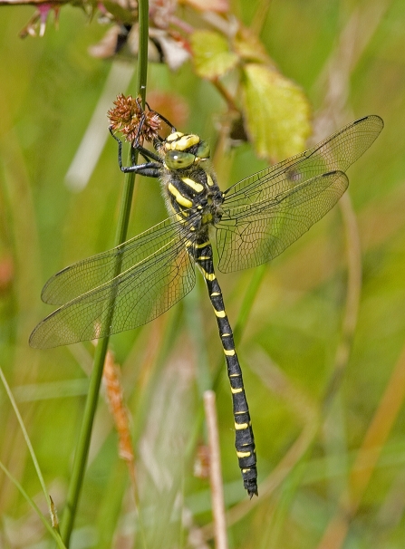 Golden-rifgned dragonfly, yellow and black hangs from rush stem