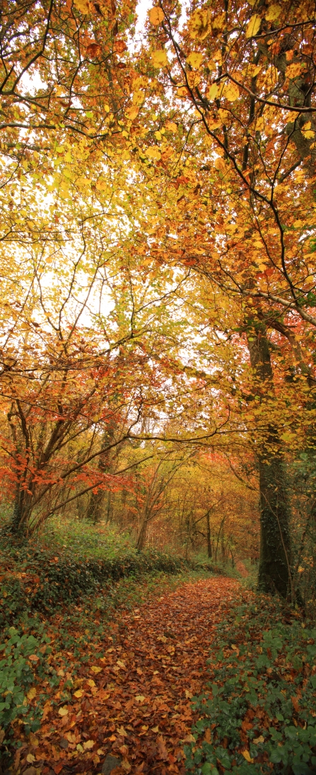 Autumn trees at Halsdon 
