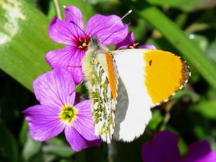 Orange-tip butterfly on a red campion flower