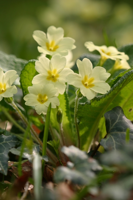 Wild yellow primroses in a hedgerow