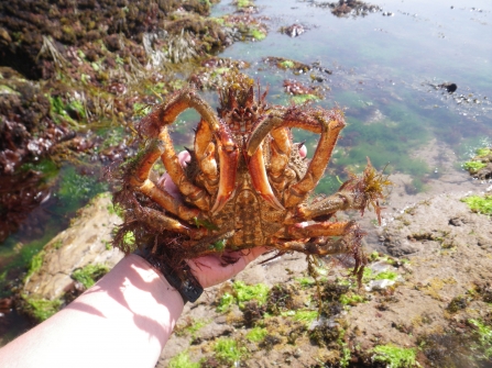 Person holding a spider crab at Wembury