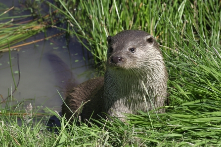 Otter in the grasses next to the river