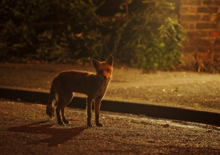 Red fox on the road in a city