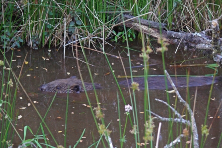 Beaver swimming through ponds in the enclosed beaver project area