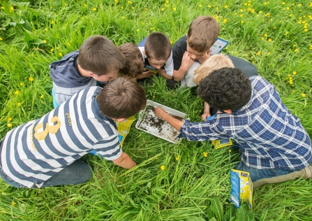Children looking at insects in a tray