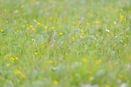 A corncrake calls from a wildflower meadow