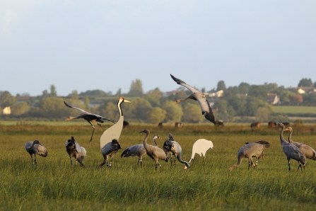 Great cranes comes into land on the Somerset Levels