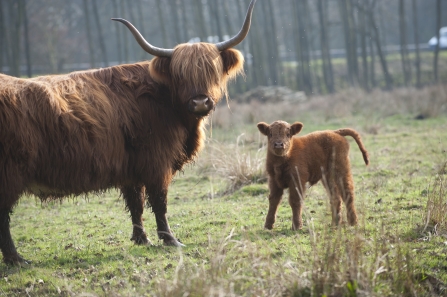 Highland cow with calf stand looking at the camera