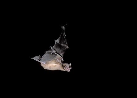 Pipistrelle bat in flight
