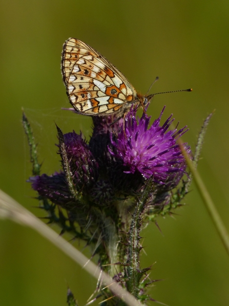 Small pearl-bordered fritillary resting on a thistle