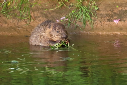 Beaver kit on River Otter