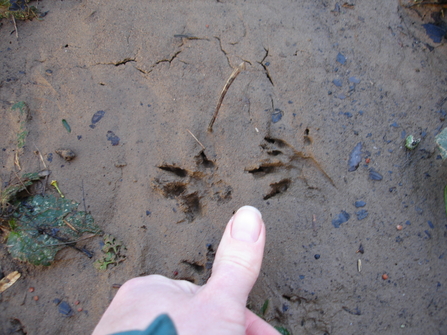 Otter foot prints in the mud