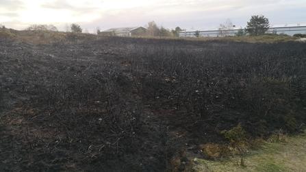 Charred remains of area of gorse at nature reserve