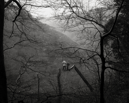 Man on crane felling tree. Black and white image.