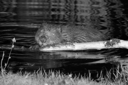 Beaver swimming with branch at night