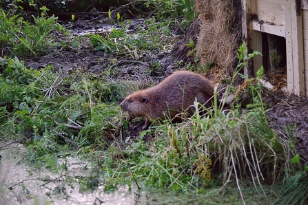 Female beaver leaves artificial lodge and walks towards pond on release site near River Tale, May 2016