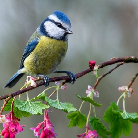 Blue tit next to pink flowers