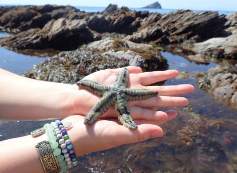 Spriny starfish at a Wembury rockpool safari